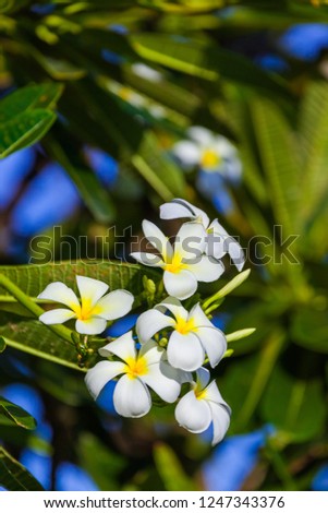 Frangipani (Plumeria)