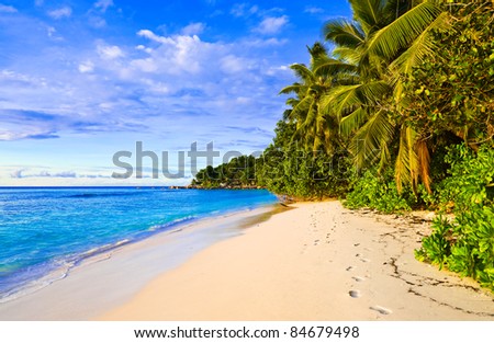 Palms on tropical beach - nature background