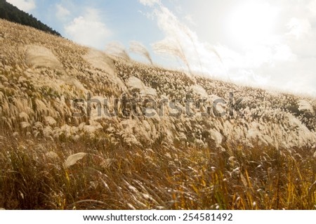 pampas grass field