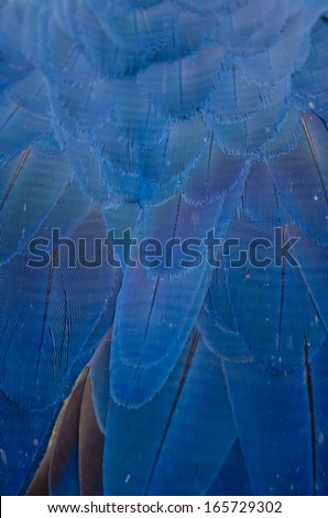 Feathers background of the bird wing. Texture of blue feathers parrot plumage