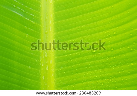 close up of a banana tree leaf with raindrops