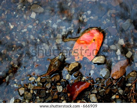 Orangish red leaf floating in water with river pebbles