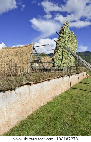 Barley drying on wooden rack on Tibetan style farm in countryside near Zhongdian