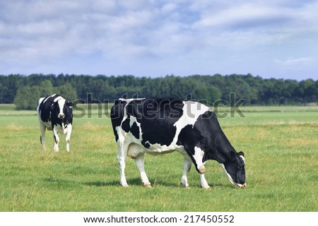 Grazing Holstein-Frisian cows in a green Dutch meadow, blue sky and clouds.
