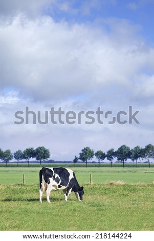 Grazing Holstein-Frisian cow grazing in a green meadow, row of trees, blue sky and clouds.