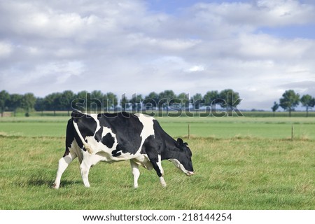 Grazing Holstein-Frisian cow walks in a green Dutch meadow, blue sky and clouds.