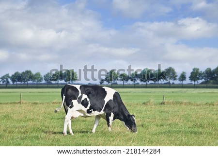 Grazing Holstein-Frisian cow grazing in a green meadow, row of trees, blue sky and clouds.