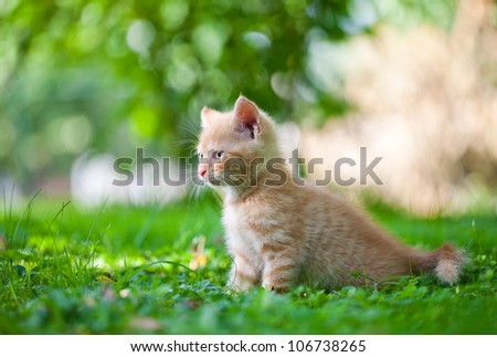 little kitten in the garden
