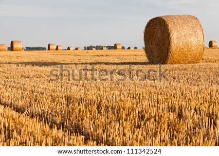 hay rolls on harvest field