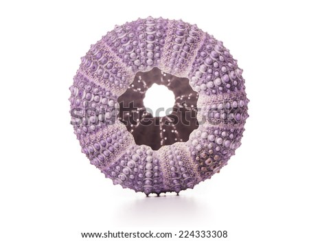 Sea Hedgehog shells isolated on  white Background