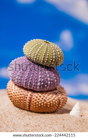 Sea Hedgehog shells isolated on  sand and blue sky Background