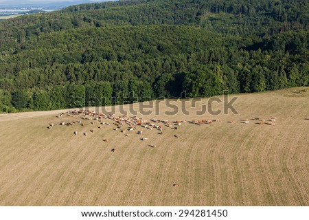 aerial view of herd of cows at summer green field in Poland