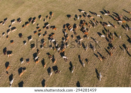 aerial view of herd of cows at summer green field in Poland
