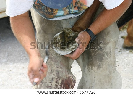 farrier cleans horse hoof with pick