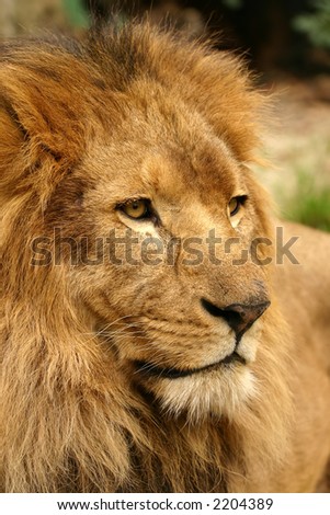 Portrait of lion with sad eyes
