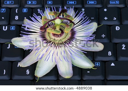 Passiflora flower on laptop keyboard