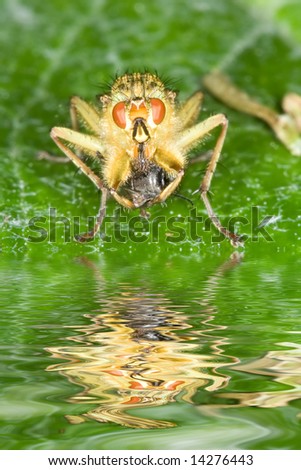 Fly eating insect with reflection