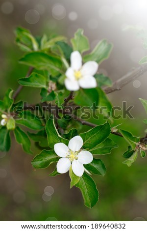blossoming apple tree in the sun in early spring