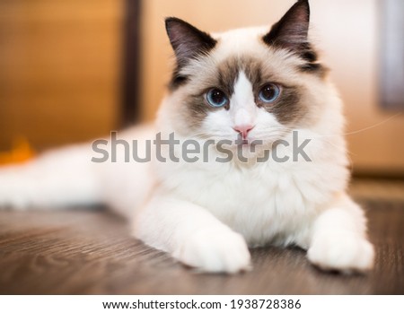 Similar – Foto Bild Katze mit blauen Augen blickt in die Kamera