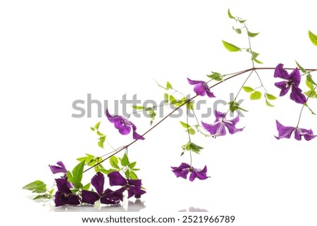 Similar – Image, Stock Photo a branch of Clematis montana hangs in front of a wooden wall