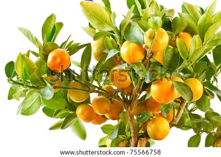 Indoor Tangerine Tree Isolated On White Background Stock Photo 75566758 ...