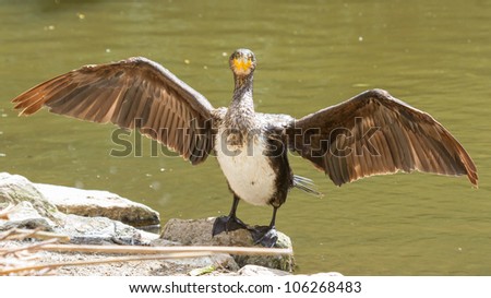 Phalacrocorax carbo (cormorant) drying it\'s wings on a rock