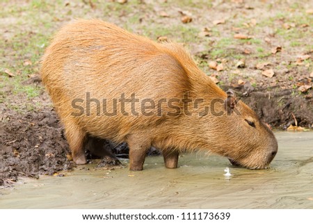 Capybara (Hydrochoerus hydrochaeris) drinking from a dirty pool (Holland)