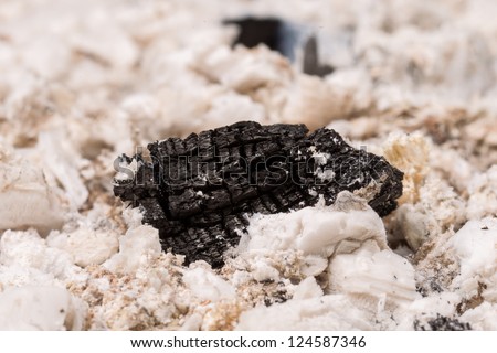 Piece of black coal in white ash