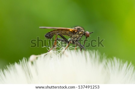 Ugly fly sitting on an hawkbit with a green background