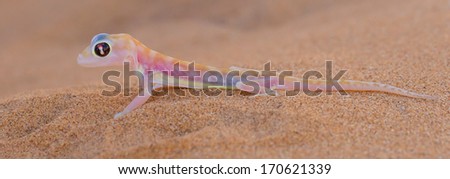 Palmatogecko (Pachydactylus rangei), also known as Web-footed Gecko, a nocturnal gecko endemic to the Namib Desert