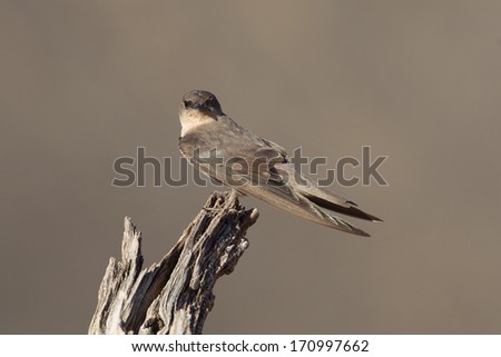 Swallow Sand Martin (Riparia riparia) in Africa, Namibia