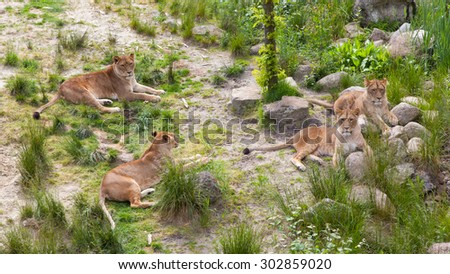 Large lions in a bright green environment