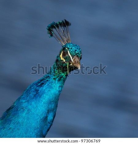 A colorful male peacock is eating grass