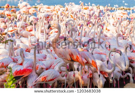Flock Pink