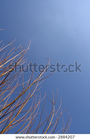 Golden branchs over a shaded blue sky (vertical)