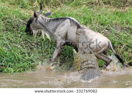 Wildebeest attacked by Crocodile.