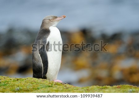 Yellow-eyed penguin standing in front of ocean.