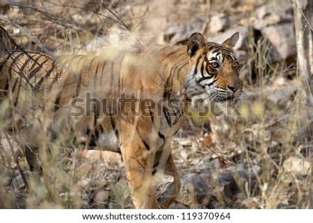 Bengal Tiger walking in dry forest.