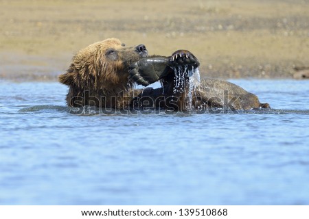 Grizzly Bear playing with feat in water