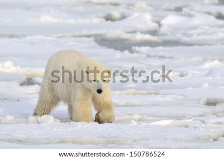 Polar bear walking on pack-ice.