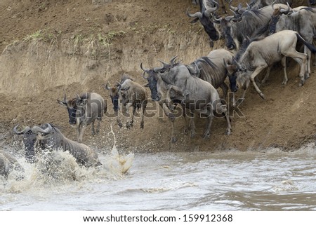 Wildebeest jumping in the Mara river while crossing the river.