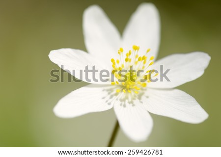 wood anemone (Anemone nemorosa) close up with shallow depth of field.