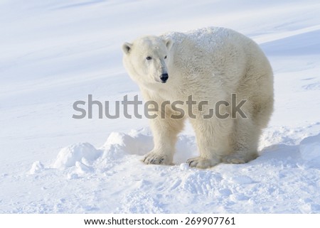 Polar bear (Ursus maritimus) mother standing next to freshly opened den, Wapusk national park, Canada.