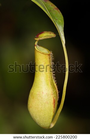 The Nepenthes or Monkey cup plant also known as Meat-eating plant