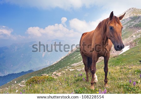 Picture of the horse that graze in the mountains of Tibet, the Himalayas.