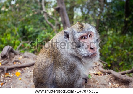 Image of monkey with eyes which shows that she knows how to ask for something to eat. Bali, Indonesia.