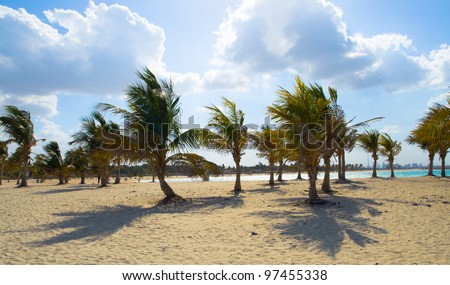 Picture a relaxing beach day. In the foreground palm trees on the sand. In the background a large number of trees on the beach with bright clouds. Dubai.