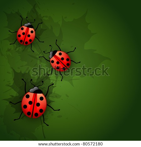 vector ladybug design art illustration