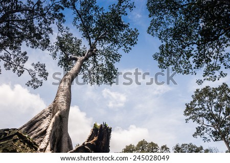 old tree in Preah Khan ,siem reap ,Cambodia, was inscribed on the UNESCO World Heritage List in 1992.