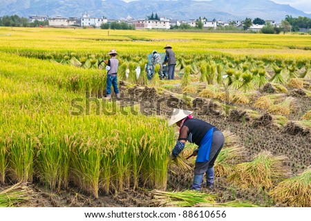 DALI, CHINA - SEPT 23: Unidentified Chinese farmer works in a rice field on Sept 23, 2011 in Dali, China. For many farmers rice is the main source of income (around $800 annual)